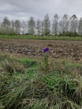 Galgebossen (Poperinge, Elverdinge, Vlamertinge) (Belgie)